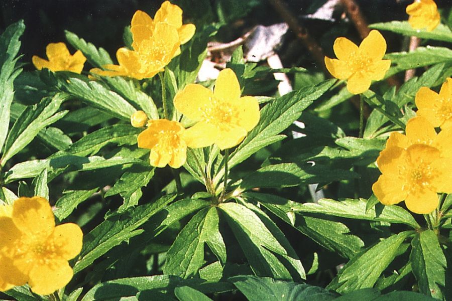 Gelbes Windröschen, anemone ranunculoides