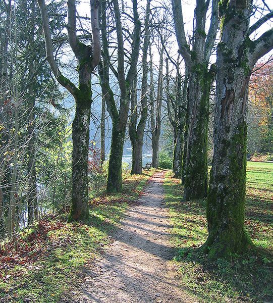 Die Allee zum Kleinen Oberrainer Knogl