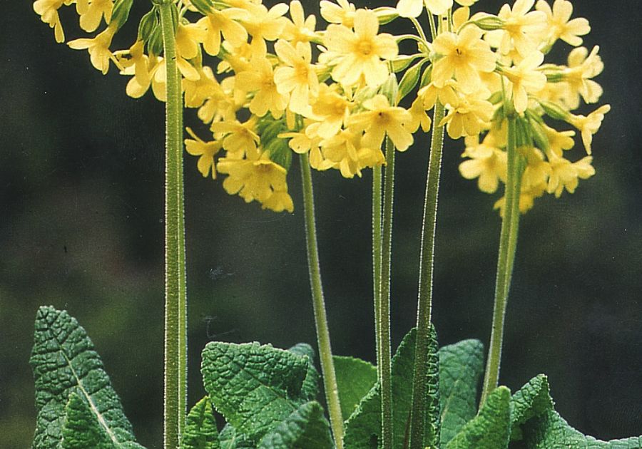 Schlüsselblume, Primula elatior