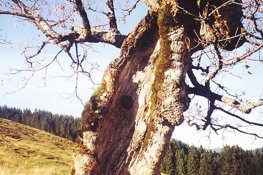 Naturdenkmäler auf der Möseralm